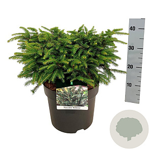 Picea a. 'Nidiformis' 30-40 cm 7,5L
