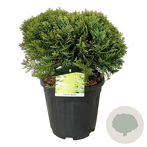 Thuja occ. 'Danica' 40-50 cm 15L