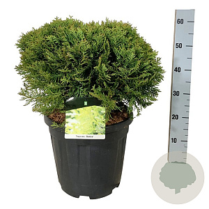Thuja occ. 'Danica' 40-50 cm 15L