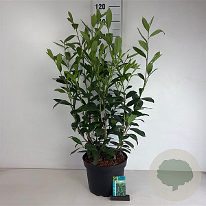 Prunus l. 'Caucasica' 60-80 cm 10L