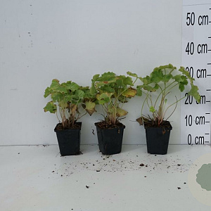 Alchemilla mollis GM P9