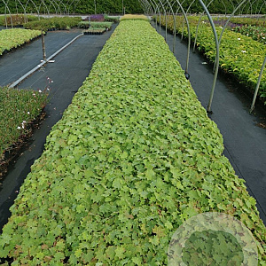 Alchemilla mollis GM P9