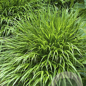 Hakonechloa macra GM P9