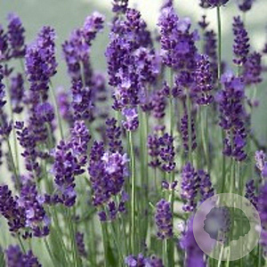 Lavandula ang. 'Hidcote' GM P9