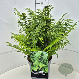 Dryopteris filix-mas 40-50 cm 10L
