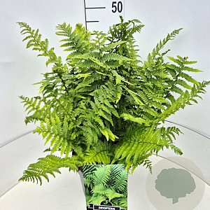 Dryopteris filix-mas 40-50 cm 10L