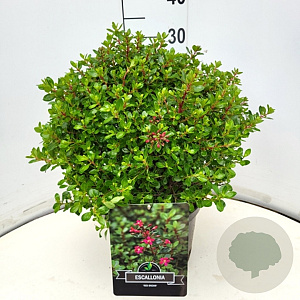Escallonia 'Red Dream' 30-35 cm 10L