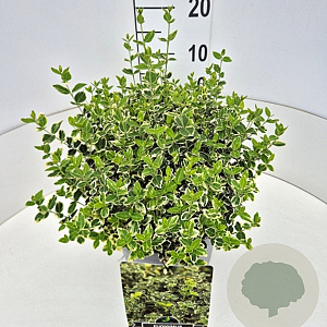 Euonymus fort. 'Emerald Gaiety' 30-40 cm 10L