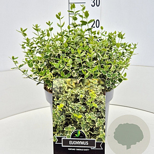Euonymus fort. 'Emerald Gaiety' 30-40 cm 10L