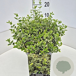Euonymus fort. 'Emerald Gaiety' 30-40 cm 10L