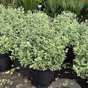Euonymus fort. 'Emerald Gaiety' 30-40 cm 10L