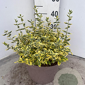 Euonymus fort. 'Emerald 'n' Gold' 30-40 cm 10L