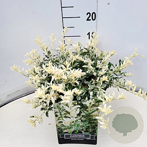 Euonymus fort. 'Harlequin' 30-40 cm 10L