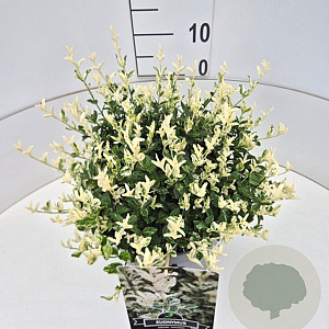 Euonymus fort. 'Harlequin' 30-40 cm 10L