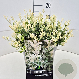 Euonymus fort. 'Harlequin' 30-40 cm 10L