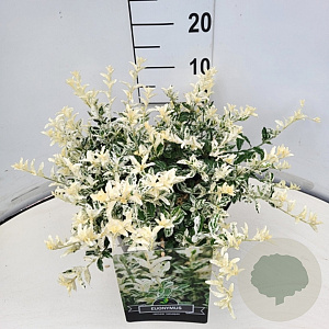 Euonymus fort. 'Harlequin' 30-40 cm 10L