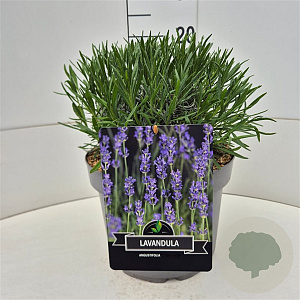 Lavandula int. Phenomenal 25-30 cm 10L