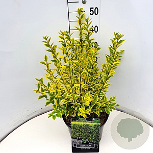 Ligustrum oval. 'Aureum' 40-50 cm 10L