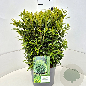 Prunus l. Sofia 40-50 cm 10L