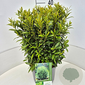 Prunus l. Sofia 40-50 cm 10L