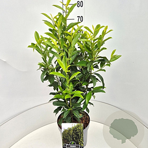 Prunus l. Genolia 60-80 cm 10L