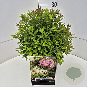 Spiraea jap. 'Genpei' 30-40 cm 10L