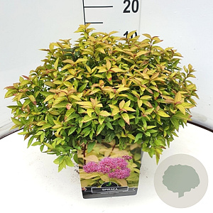 Spiraea jap. 'Goldflame' 30-40 cm 10L