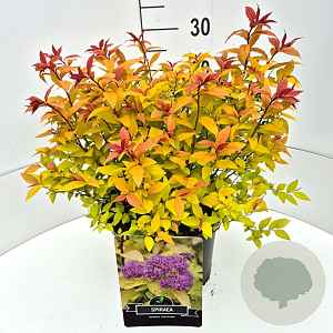 Spiraea jap. 'Goldflame' 30-40 cm 10L