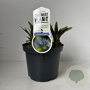 Agapanthus 'Dr Brouwer' 20-30 cm 3,5L