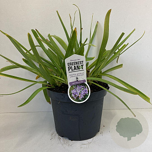 Agapanthus 'Sunfield' 20-25 cm 7,5L