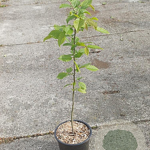 Carpinus betulus 60-80 cm 2,0L