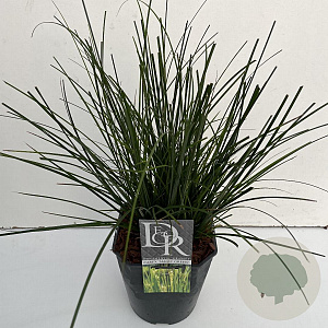 Carex brunnea 'Camara' 60-65 cm 5,0L vierkant
