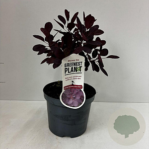 Cotinus cog. 'Royal Purple' 30-35 cm 3,5L