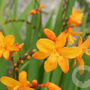 Crocosmia 'Columbus' GM P9