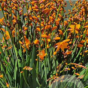 Crocosmia 'Columbus' GM P9