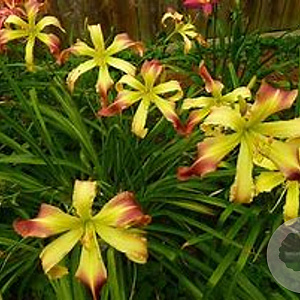 Hemerocallis 'Curls' GM P9