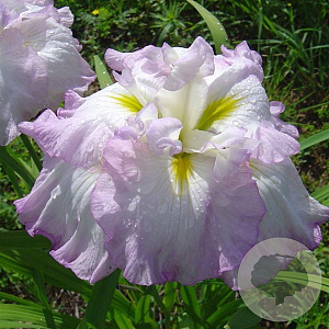 Iris e. 'Lady in Waiting' GM P9