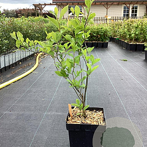 Lindera benzoin 50-80 cm 3,0L