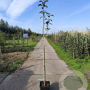 Malus d. 'Gloster' 150-175 cm 10L