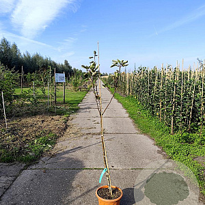 Malus d. 'Rosette' 120-150 cm 7,5L