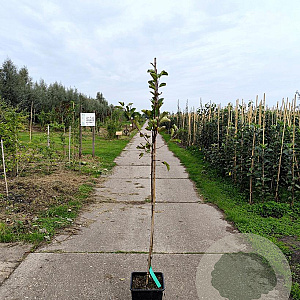 Malus d. 'Sampion' 150-175 cm 10L