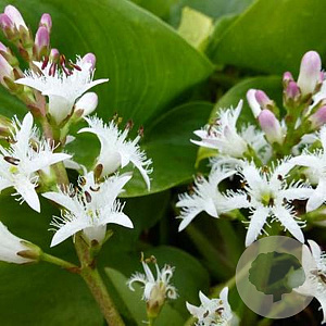 Menyanthes trifoliata GM P9 leverbaar