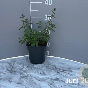 Nepeta 'Walker's Low' GM 2,0L
