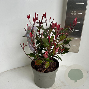 Photinia fraseri 'Little Red Robin' 20-30 cm 2,0L