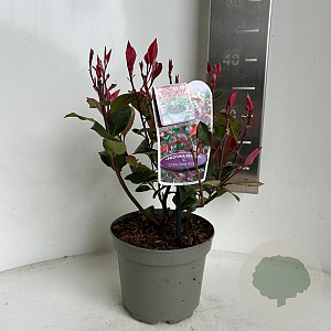 Photinia fraseri 'Little Red Robin' 20-30 cm 2,0L
