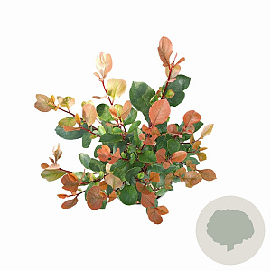 Photinia fraseri 'Little Red Robin' 20-30 cm 2,0L
