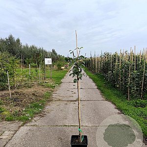 Pyrus c. 'Clapp's Favourite' 125-150 cm 10L