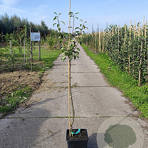Pyrus c. 'Gieser Wildeman' 100-125 cm 10L