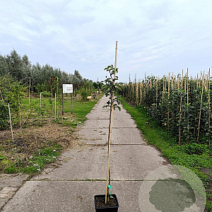 Pyrus c. 'Rode Williams' 150-175 cm 10L