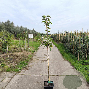 Pyrus pyrifolia 'Nijisseiki' 100-125 cm 10L